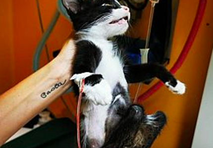 Nato il primo gatto a sei zampe